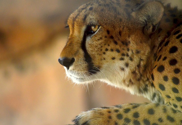 大型猫科动物豹猫捕食者