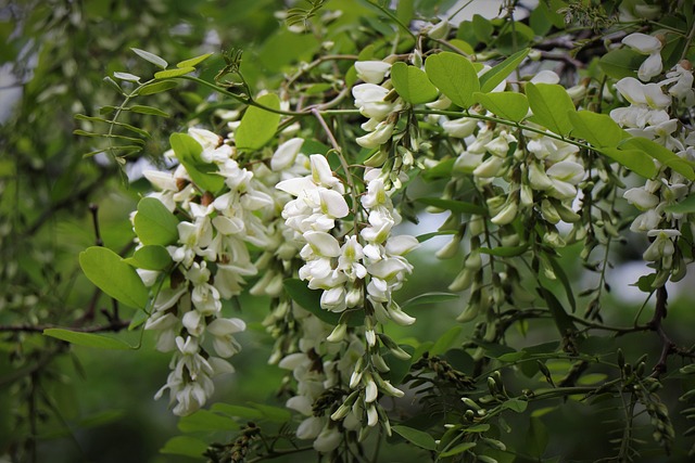 刺槐花