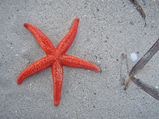 海星滩沙海