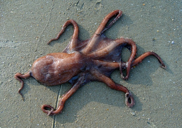 章鱼海滩沙滩海洋动物