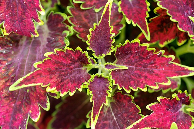 coleus叶子植物叶子