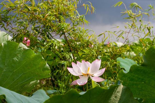莲花莲花