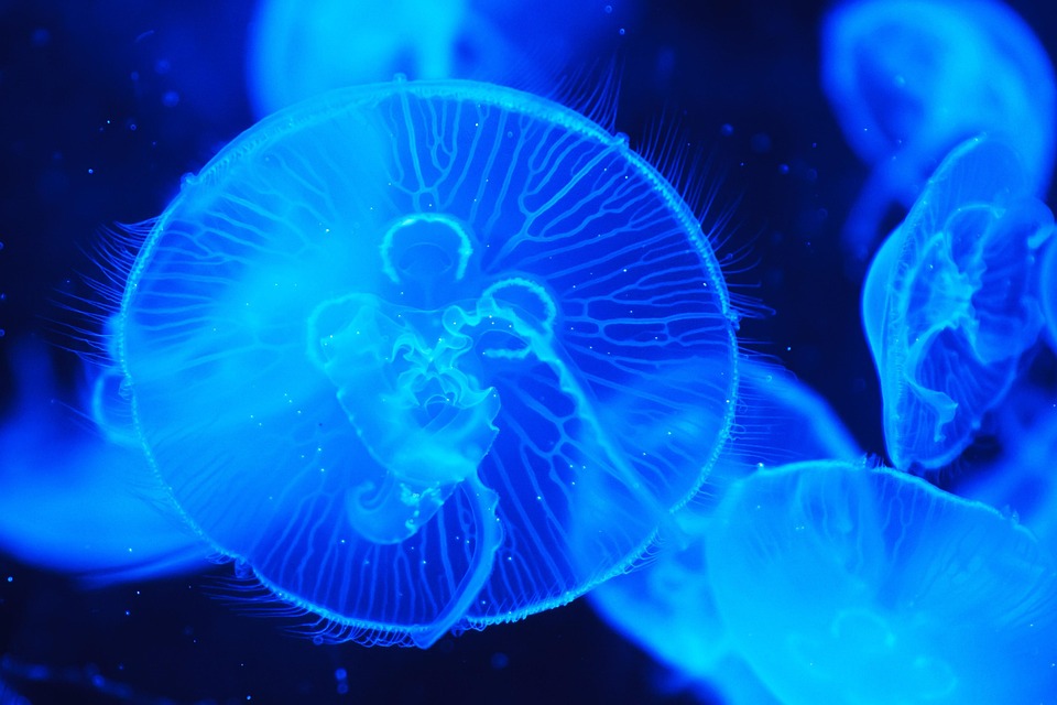 海洋动物水母海洋动物