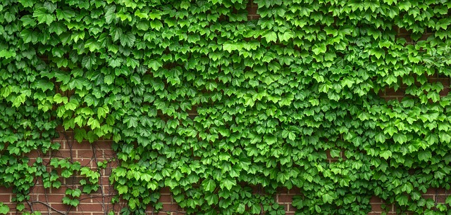 常青藤阔叶植物