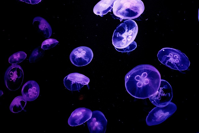 水母水母水族馆深色
