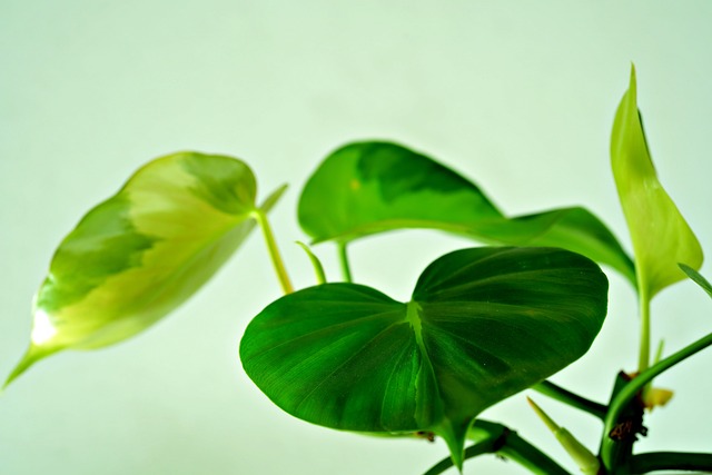 叶子植物自然绿色植物区系