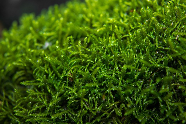 moos绿色自然有机