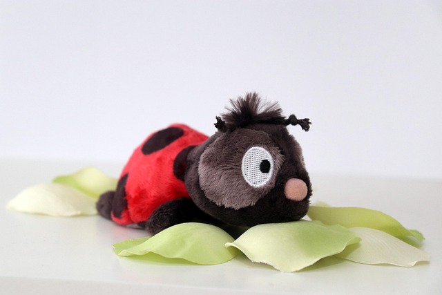 瓢虫昆虫填充动物