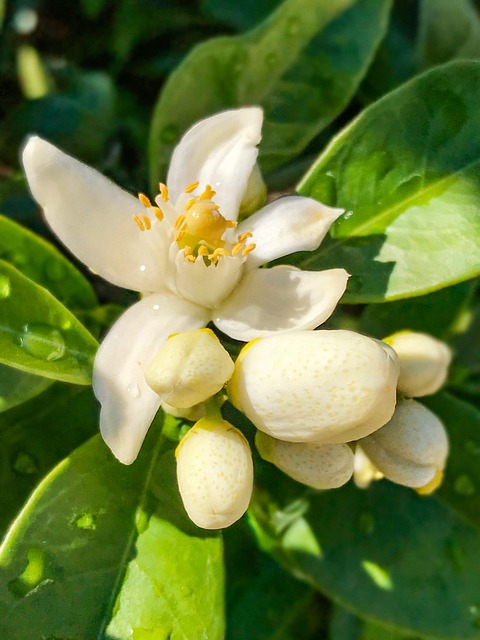 花橙树果树