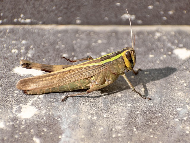 蝗虫害虫