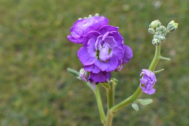 花紫色花园植物