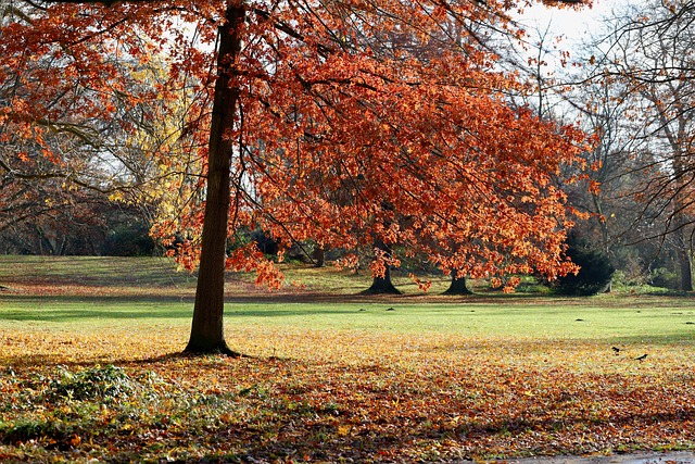 秋天公园秋天的色彩自然