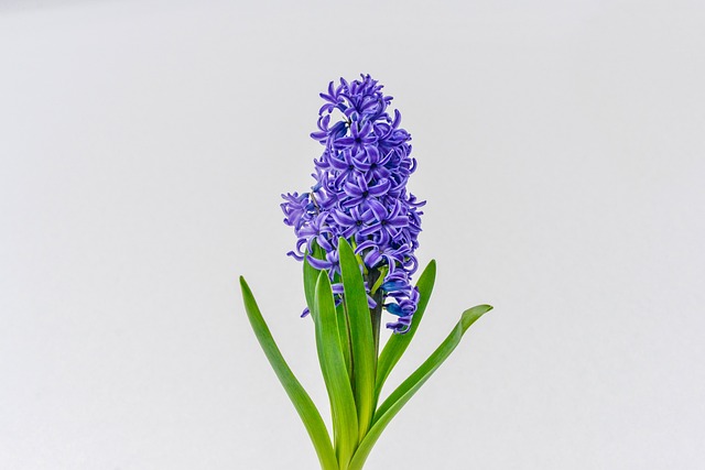 紫色花朵绿色百合莫汉