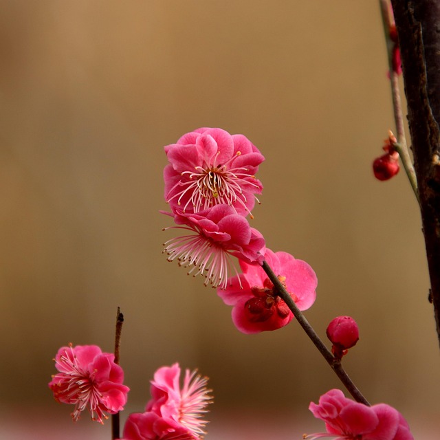 梅花粉色花朵