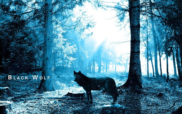 狼林树黑色噩梦