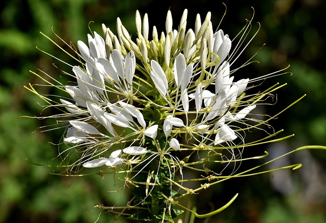 蜘蛛花cleome hassleriana
