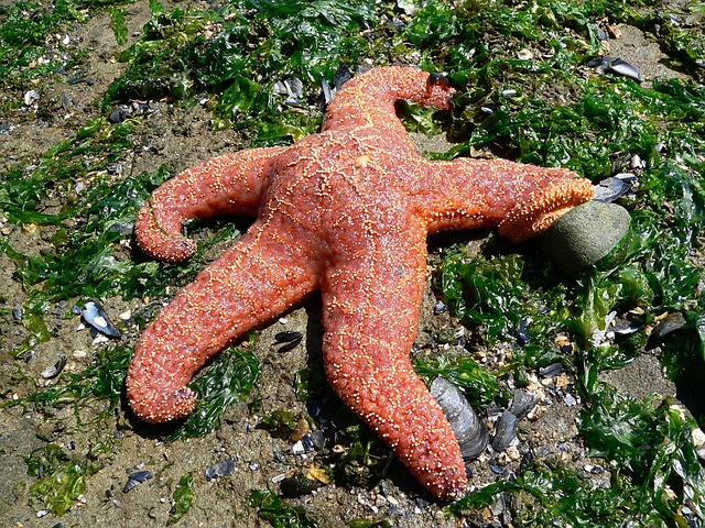 太平洋海星自然