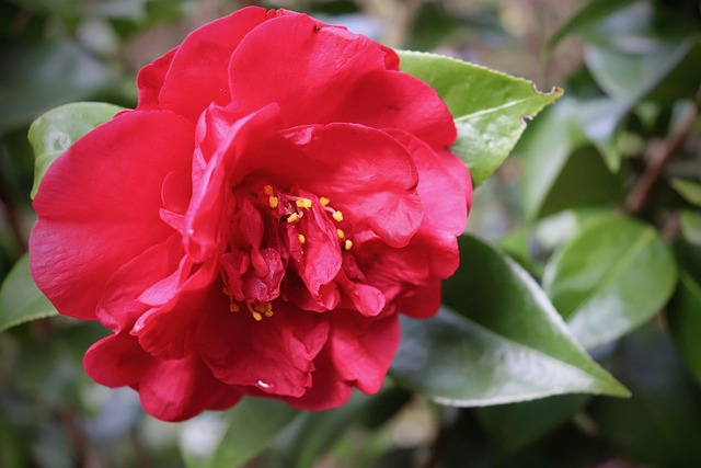 山茶花盛开花瓣