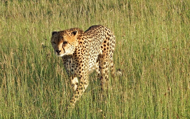 非洲猎豹捕食者猫