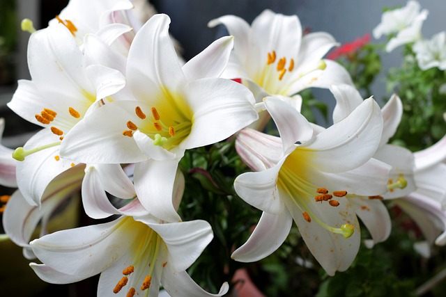 花百合白百合