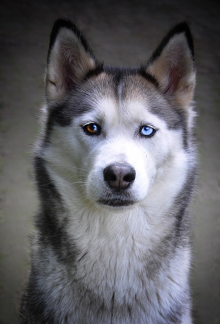 哈士奇犬西伯利亚哈士奇雪橇犬