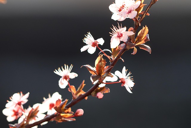 春季自然景观花