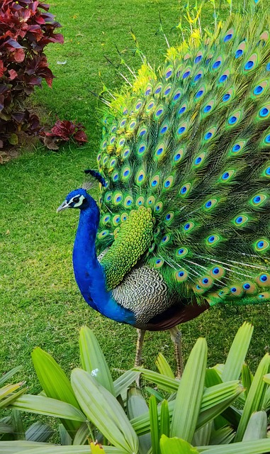 孔雀鸟色彩斑斓