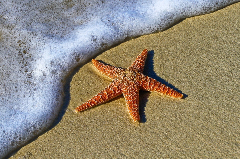 海星沙海星海洋生物