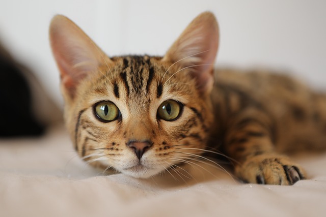 猫小猫宠物猫胡子