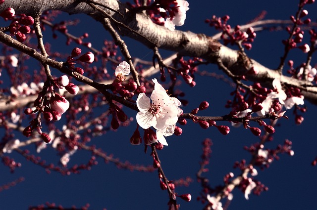 梅花花树