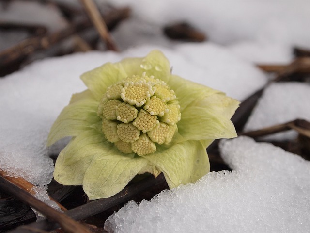 日本蜂茅芽