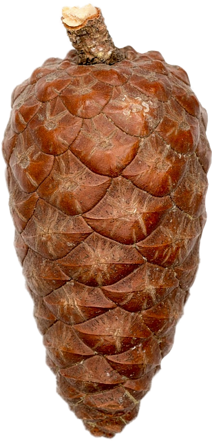 孤立松果自然林