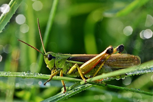 昆虫蚱蜢草甸