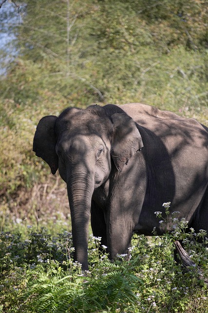 动物大象哺乳动物