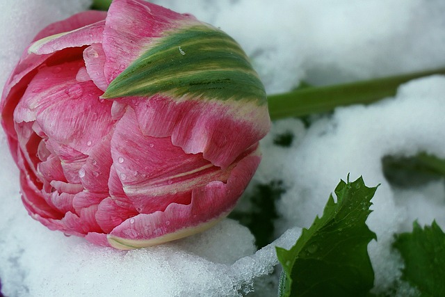 雪中的郁金香红花园