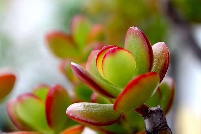 crassula植物油腻植物