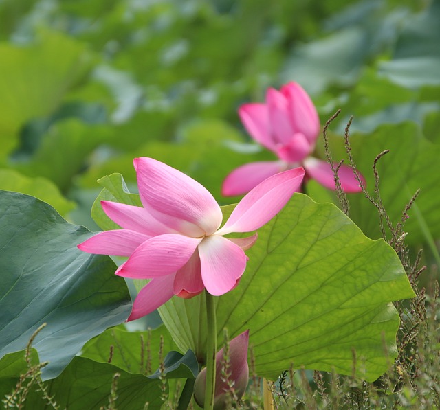 莲花莲花
