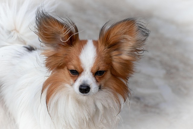 犬矮犬乳头