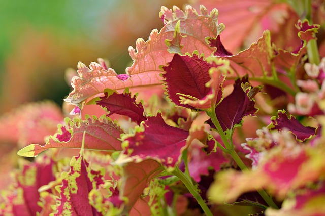 coleus叶子色彩斑斓的粉红色