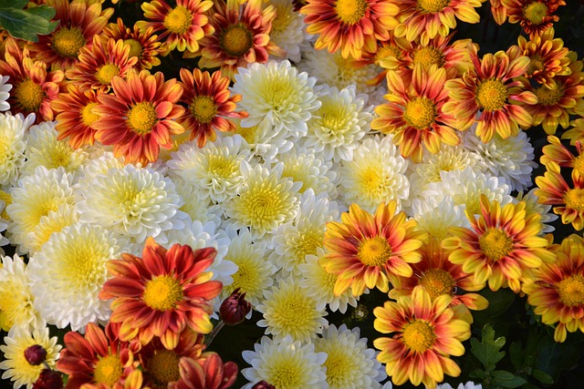 花chichewa活鲜艳的颜色