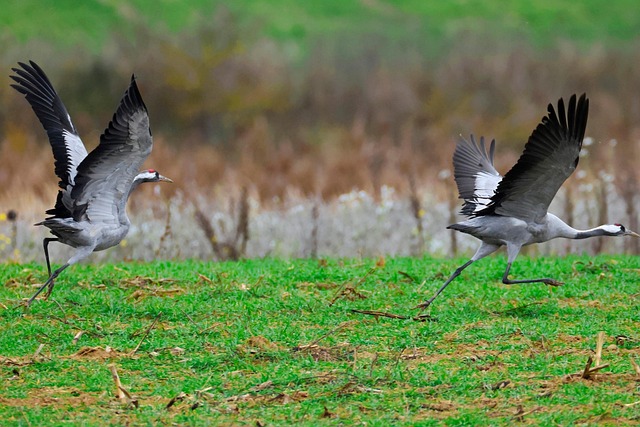 鸟类常见鹤欧亚鹤