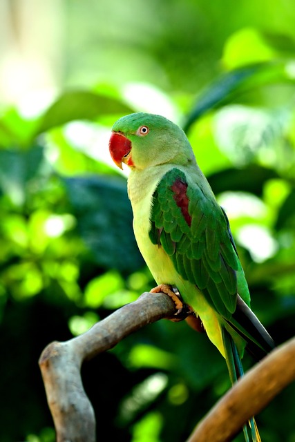 绿鸟长尾小鹦鹉