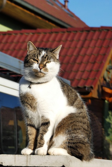 动物猫猫哺乳动物宠物
