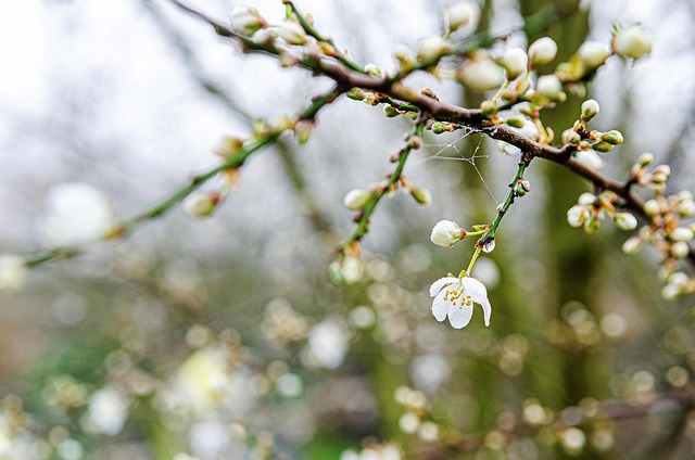 花苹果蜘蛛绿