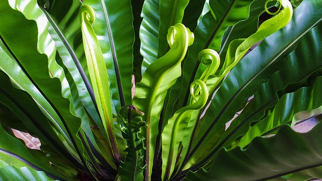 蕨类植物绿色