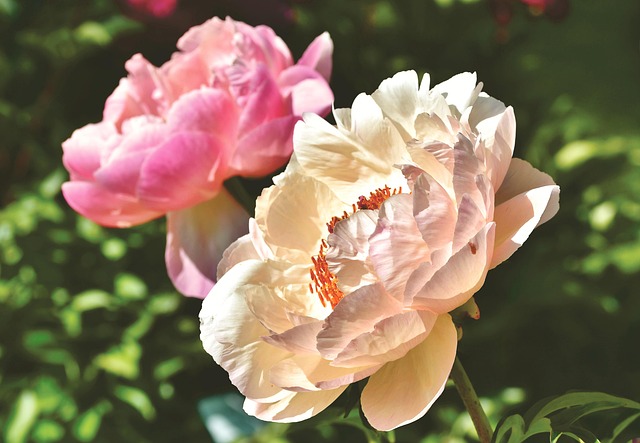 牡丹玫瑰花蕾五旬节花