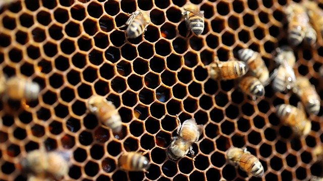 蜜蜂养蜂蜂窝