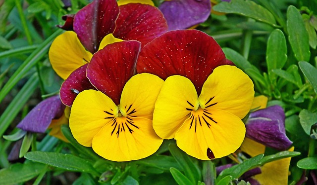 三色堇花花园花瓣
