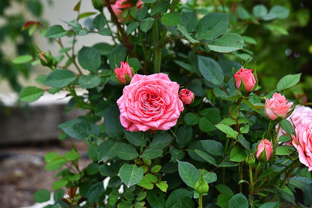 花朵粉红色花朵花蕾