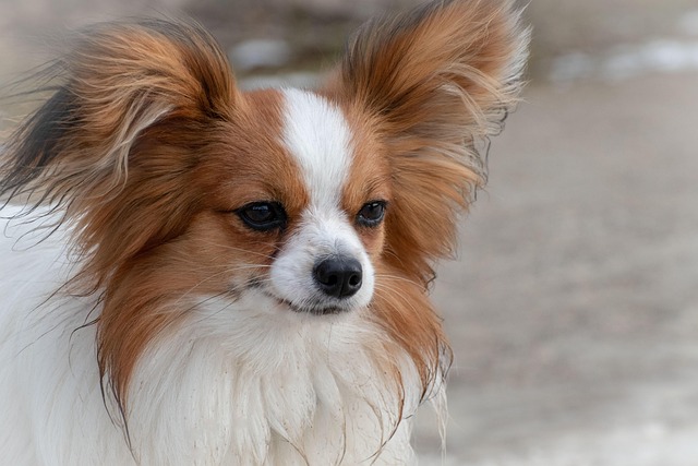 犬矮犬乳突动物